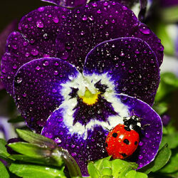 Пазл: Божья коровка