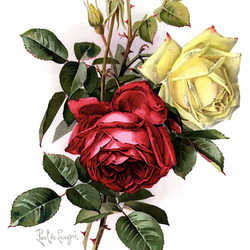 Пазл: Розы