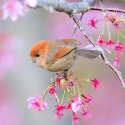 Пазл: Весной