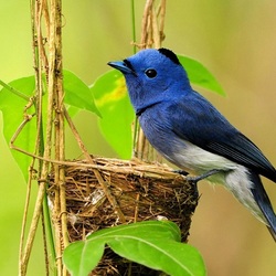 Пазл: Гнездышко