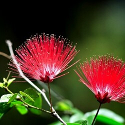 Пазл: Как веер