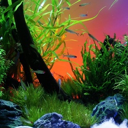 Пазл: Аквариум 