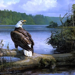 Пазл: Белоголовый орлан  
