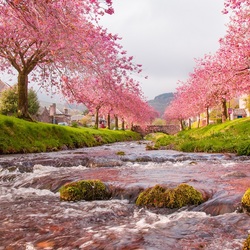 Пазл: Вдоль речушки