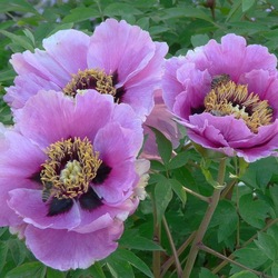 Пазл: Пион древовидный