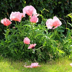 Пазл: Розовый мак