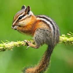 Пазл: Бурундук