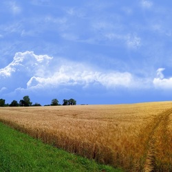 Пазл: Дорога через поле