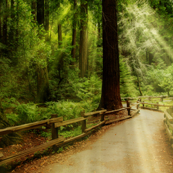 Пазл: Лесная дорога