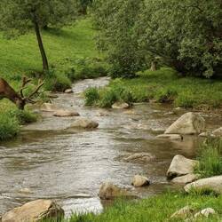 Пазл: На водопое