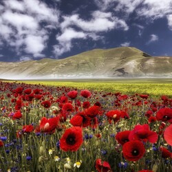 Пазл: Маковое поле 