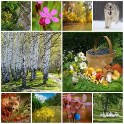 Пазл: Лесные 