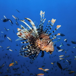 Пазл: Обитатели морей