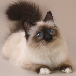 Пазл: Бирманская кошка