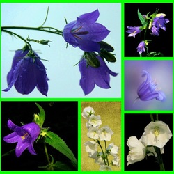 Пазл: Колокольчики