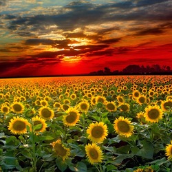 Пазл: Подсолнухи 