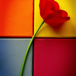 Пазл: Цветок