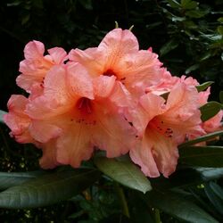 Пазл: Рододендрон 