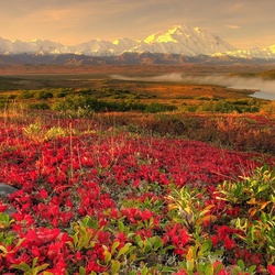 Пазл: Цветочная долина  