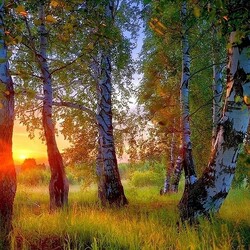 Пазл: Утро в роще