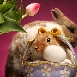 Пазл: Крольчата 