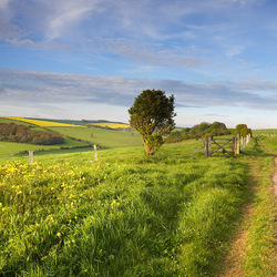 Пазл: В поле