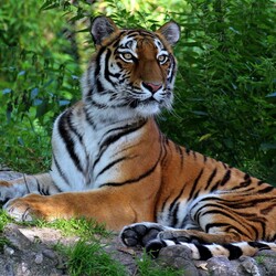 Пазл: Тигр 
