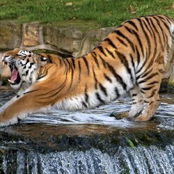 Пазл: Разминка 