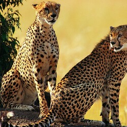 Пазл: Гепарды 
