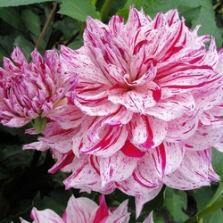 Пазл: Пестро-розовый