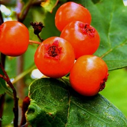 Пазл: Боярышник