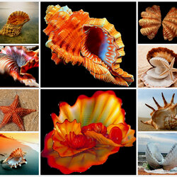 Пазл: Морские звезды и ракушки