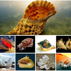 Пазл: Красивые ракушки