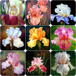 Пазл: Ирисы от Marianne Broome    