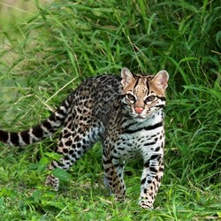 Пазл: Оцелот 