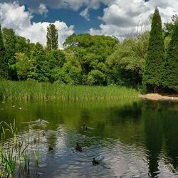 Пазл: Утро у пруда