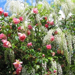 Пазл: Розы в саду моей души