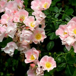 Пазл: Розы в саду моей души