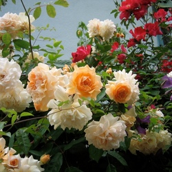 Пазл: Розы в саду моей души