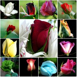 Пазл: Нераскрывшаяся красота