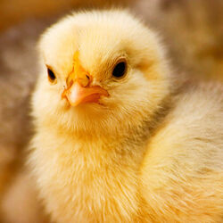 Пазл: Цыплёнок 