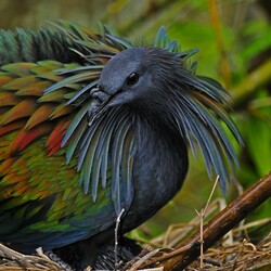 Пазл: Никобарский (гривистый) голубь