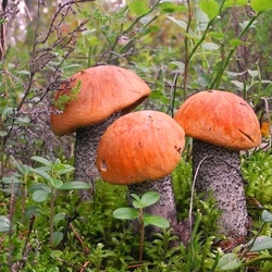 Пазл: Дружная семейка