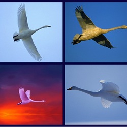 Пазл: Одиночки