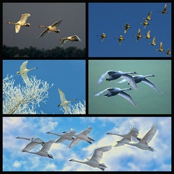 Пазл: В полёте