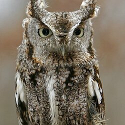 Пазл: Какой серьезный