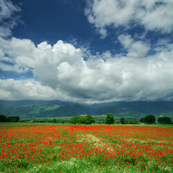 Пазл: Летнее поле