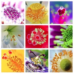 Пазл: Коллаж