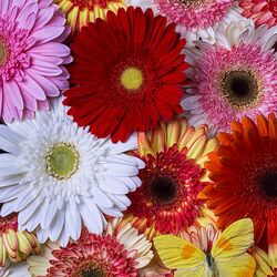 Пазл: Герберы и бабочка