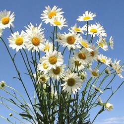 Пазл: Ромашковое лето